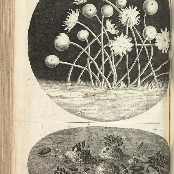 An illustration of mold from Robert Hooke’s Micrographia from 1665