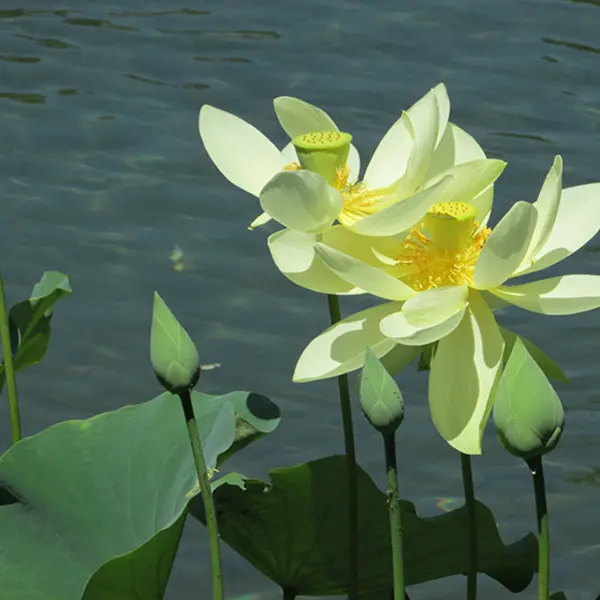 Two lotus blossoms