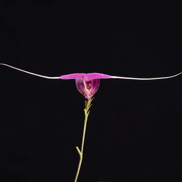 Unusual orchid