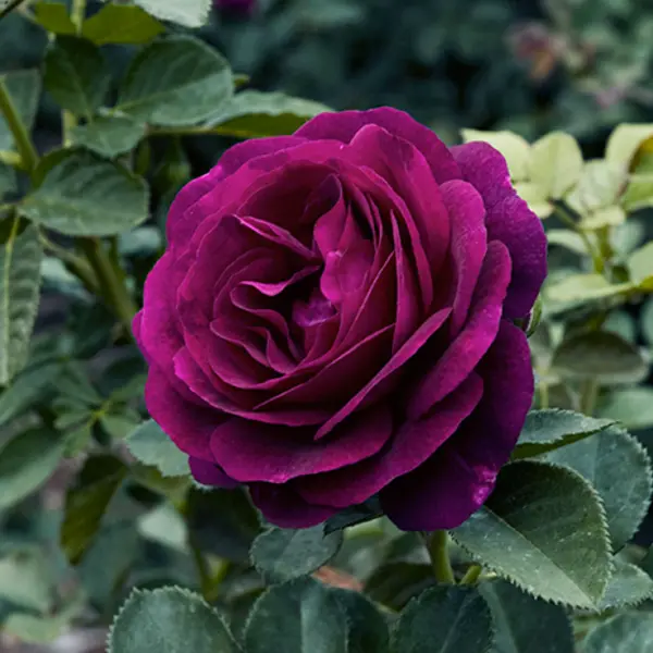 Dark purple rose