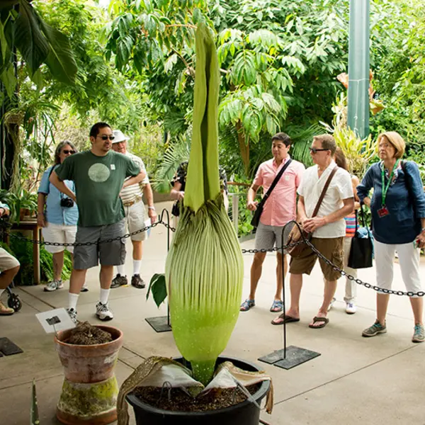 Visitors looking at corpse flower