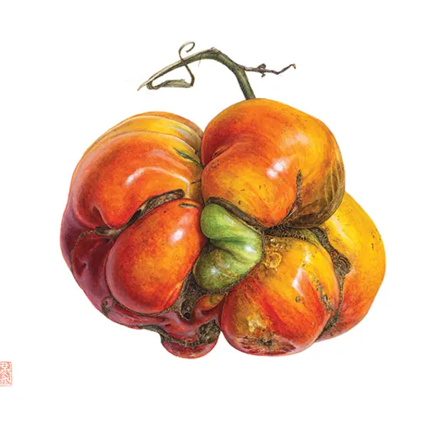Heirloom Tomato by Asuka Hishiki