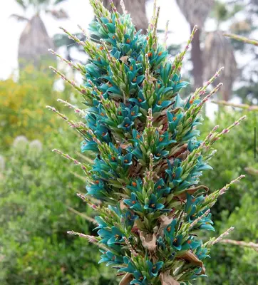 Puya with teal flowers blooming. 