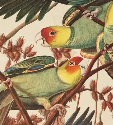 Illustration of birds in a tree.