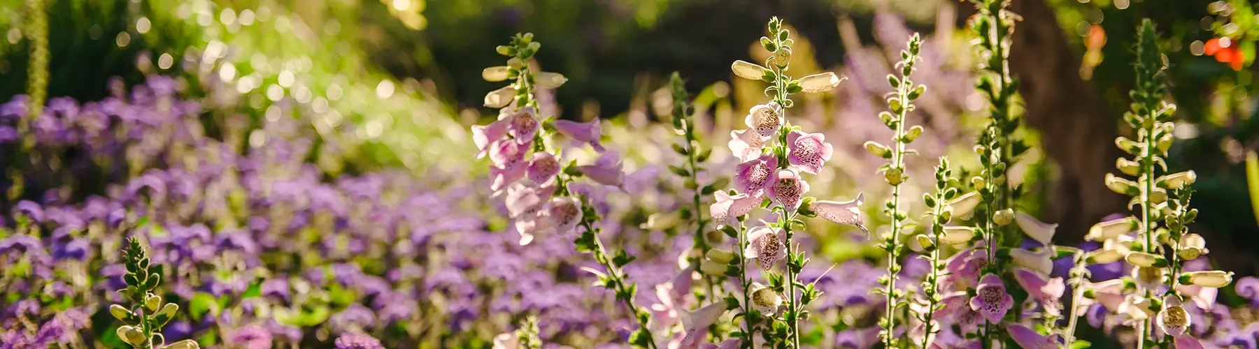 A field of pink/purple flowers on a sunny day stand in front of a blurred background of similar purples/pinks and greenery. 