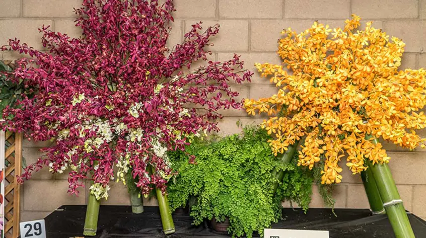 Multi-colored flowers and plants on display