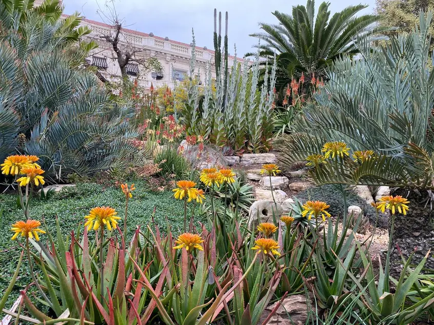 A hillside garden with cycads and aloes with yellow flowers.