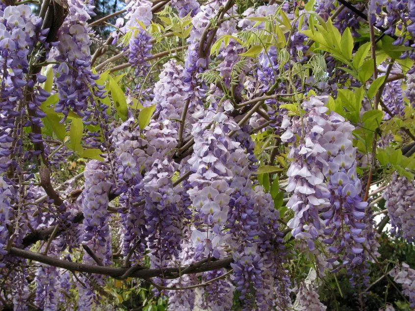 A close up of blooming Wisteria vine.