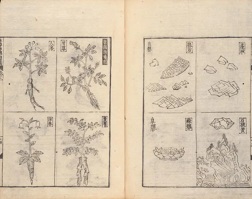 Drawing of various plants separated into 4-by-4 squares on each page.