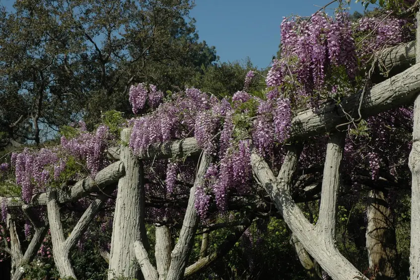 A blooming Wisteria vine on a faux-bois trellis.