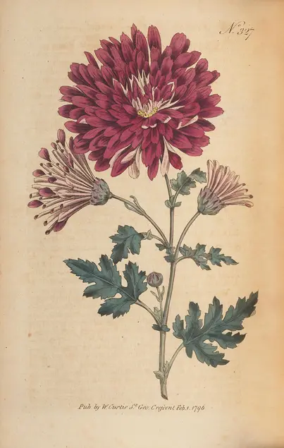 Drawing of red-maroon flowers blooming from a rich green branch.