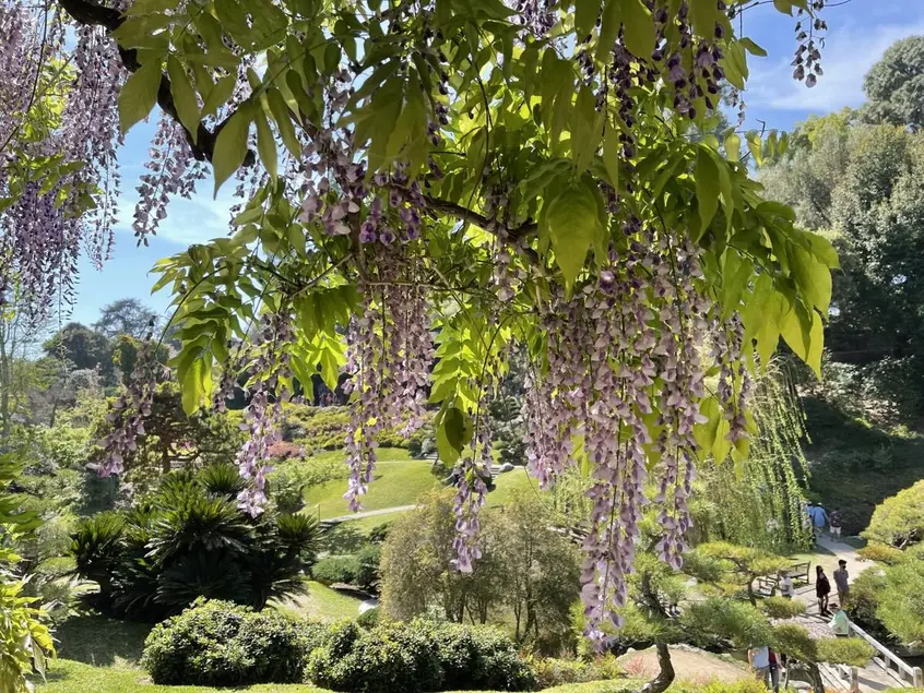 A blooming Wisteria vine overlooking a Japanese style garden.