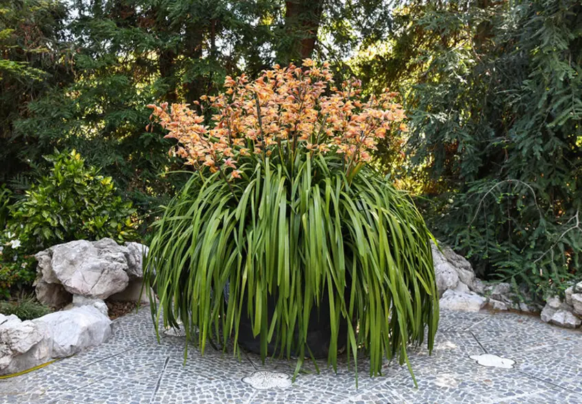 A large Cymbidium orchid with yellow-orange blooms, in a garden.