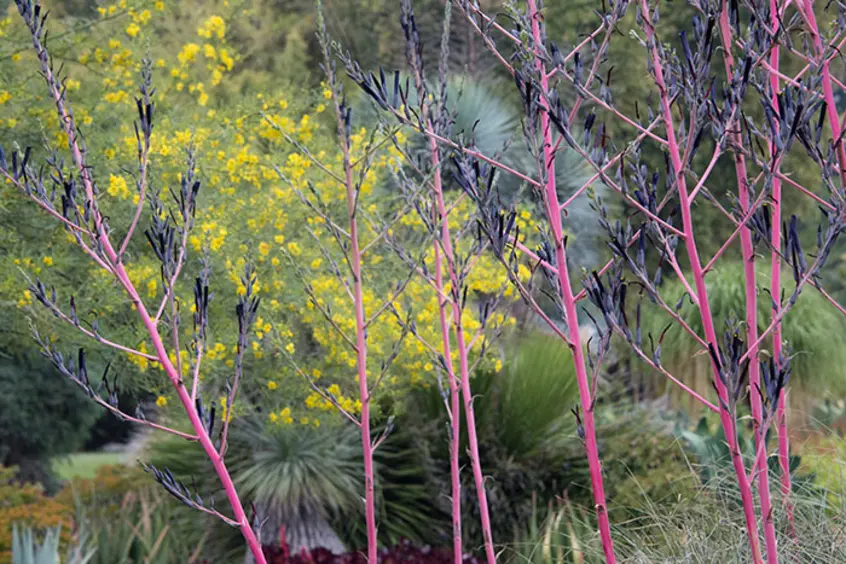 Long pink flower stems extend upwards, with a desert landscape in the background.