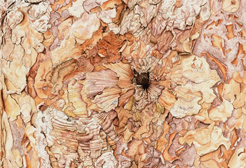 Ann S. Hoffenberg, Paperbark Maple (2017), Acer griseum, Rutgers Gardens, New Brunswick, New Jersey. Watercolor on paper, 9 x 13 inches. © Ann S. Hoffenberg. Courtesy of the American Society of Botanical Artists and the New York Botanical Garden.