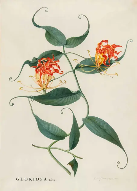 Georg Dionysius Ehret (1708-1770), Climbing Lily (Gloriosa Superba), 1763, watercolor on vellum. The Huntington Library, Art Collections, and Botanical Gardens.