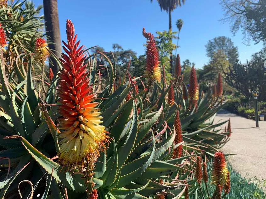 An aloe plant in bloom, with stalks of red-orange to yellow flowers.