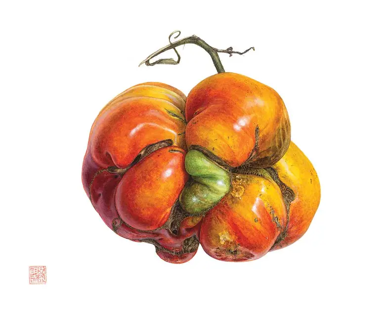 Heirloom tomato, Solanum lycopersicum. Watercolor on paper. © Asuka Hishiki