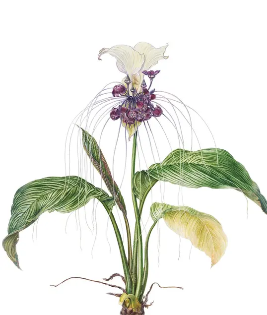 White Batflower, Tacca integrifolia. Watercolor on paper. © Beverly Allen