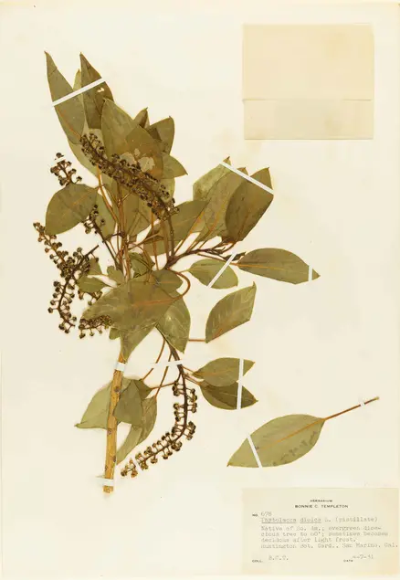 Phytolacca dioica (commonly known as ombu), from The Huntington’s botanical collections. Collected April 7, 1931 by Bonnie C. Templeton and Eric Walther. 16 1/2 x 11 1/2 in. The Huntington Library, Art Collections, and Botanical Gardens.