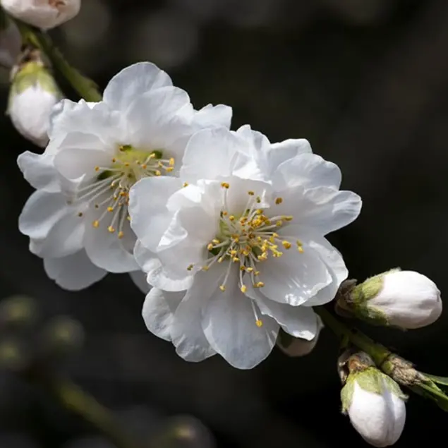 Flowering Peach (Prunus persica ‘Early White’), 2022. Digital photograph.
