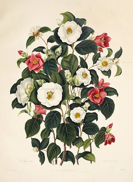 A Monograph on the Genus Camellia