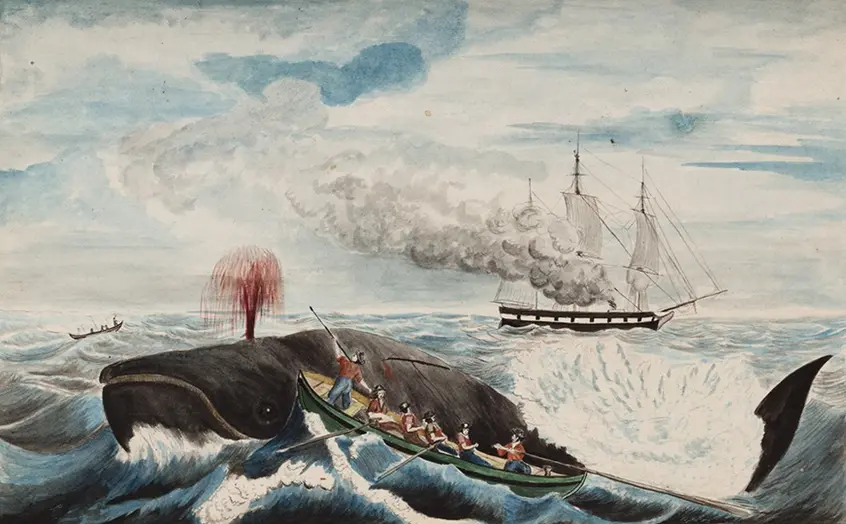 David E. Marshall ("Wicked Ned"), Right Whale, ca. 1851, watercolor.