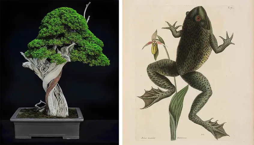 Left: California juniper (Juniperus californica), moyogi informal upright style bonsai, estimated age of original plant material: 1,000 years. Collected from Jawbone Canyon, Mojave Desert, in 2002, grafted in 2006 and styled by Tak Shimazu, displayed in Keizan Tokoname pot from Japan, donated by the Bergstein Family. Photo by Andrew Mitchell. Right: Mark Catesby, Bull Frog (Rana maxima), Natural History of Carolina, Florida and the Bahama Islands, 1743. The Huntington Library, Art Museum, and Botanical 