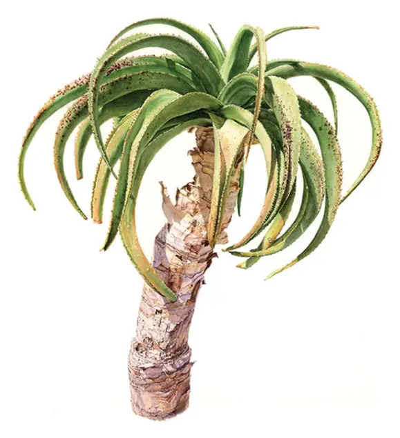 Beverly Fink, Tree Aloe (2017), Aloe thraskii, Marie Selby Botanical Gardens, Sarasota, Florida. Watercolor on paper, 20 x 17 ½ inches. © Beverly Fink. Courtesy of the American Society of Botanical Artists and the New York Botanical Garden.