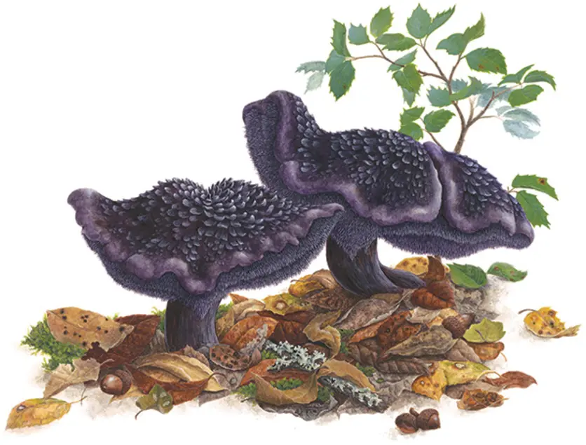 Violet Hedgehog Mushroom, Sarcodon fuscoindicum. Gouache and watercolor on paper. © Lucy Martin