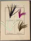 Printed book with dyed ostrich feathers affixed to pages