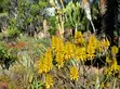 Yellow Aloe flowers blooming in a desert landscape.