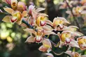 A close up of a Cymbidium orchid with orange flowers.