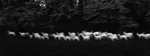 Paul Caponigro (b. 1932), Running White Deer, Wicklow, Ireland, 1967, gelatin silver print, 7 1/2 × 19 1/8 in. © Paul Caponigro.