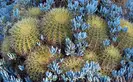 Echinocactus grusonii Golden Barrel cacti
