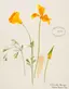 Clara Mason Fox (1873–1959), Eschscholzia californica, California Poppy. Silverado Canyon. Watercolor on paper. Collection of Rancho Santa Ana Botanic Garden.