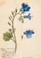 Stella Sherwood Vosburg, (1869–1943) Phacelia campanularia ssp.vasiformis, Desert Bells, Mojave Desert. 1929. Watercolor on paper. Private collection.