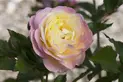 ‘Huntington’s Hundredth’ commemorative rose. Photo courtesy of Weeks Roses