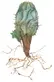 Milk Barrel Cactus, Euphorbia horrida. Colored pencil on paper. © Nancy Gehrig