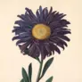 botanical print of purple flower with yellow button center