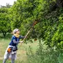 Lady harvesting oranges