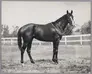 Photo of horse from 1930