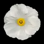 Photograph of white poppy