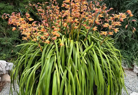 A large Cymbidium orchid with yellow-orange blooms, in a garden.