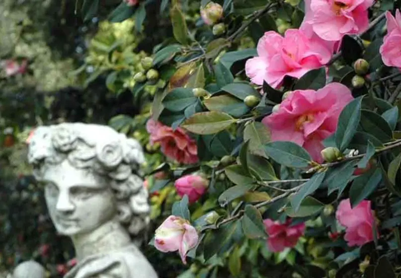camellia with statue in foreground