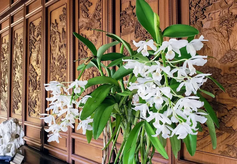 orchids in front of Asian wood paneling