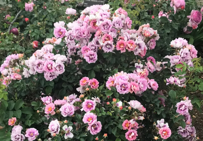 A lush rose bush full of pink and lavender-hued roses.