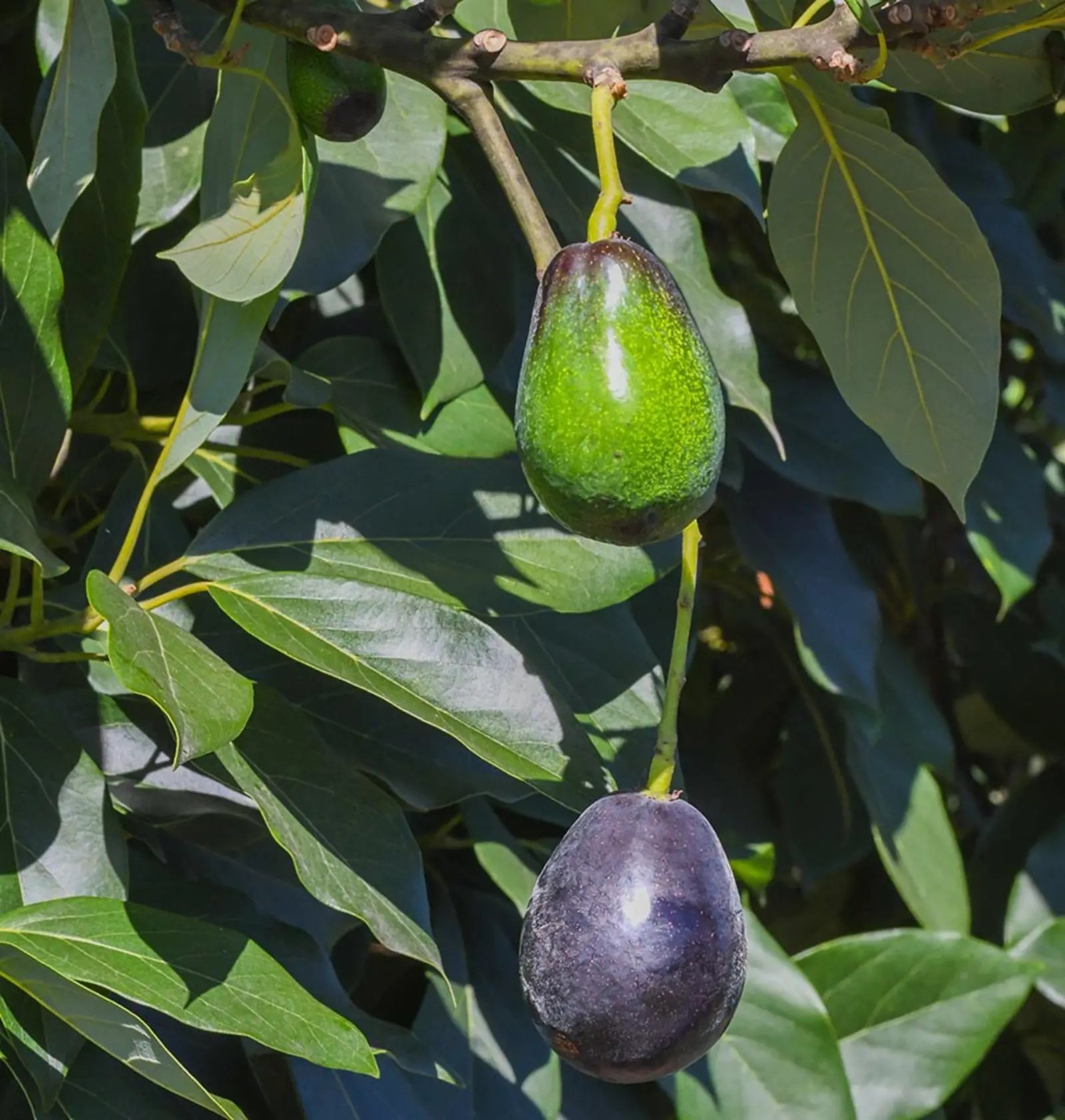 A green avocado hangs above a black avocado on a tree.