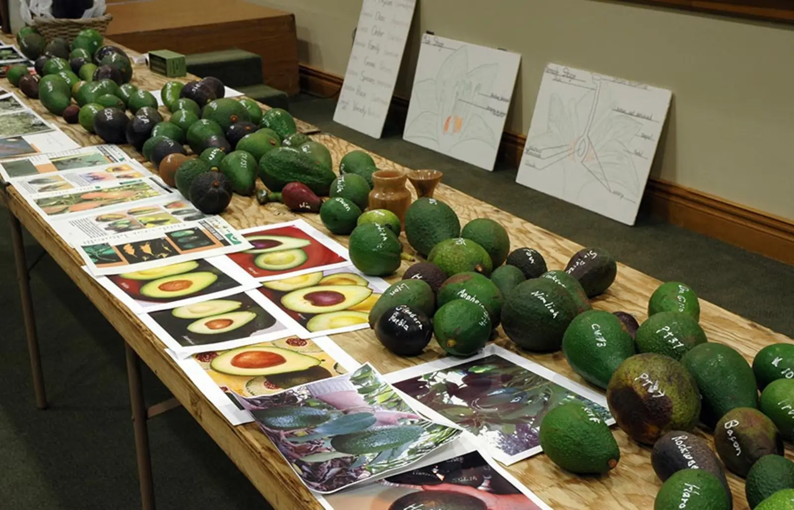 A table with many avocados and photos on it. 