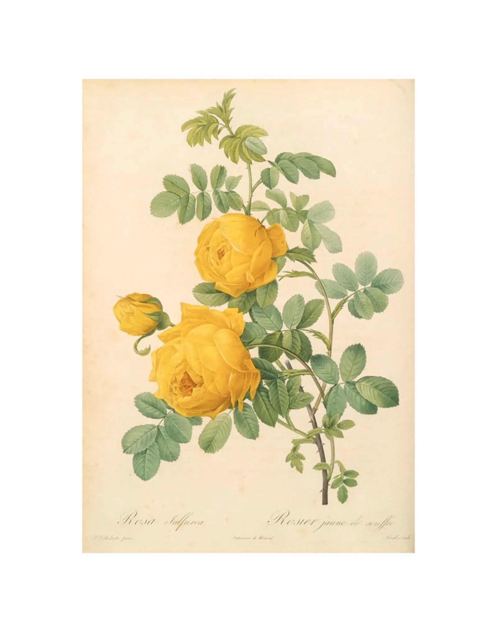 A botanical illustration of a blooming yellow rose with green foliage.